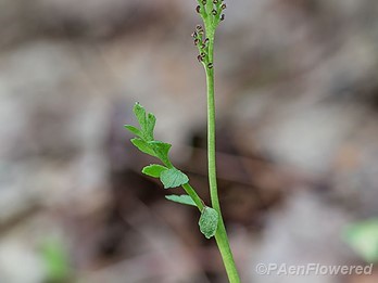 Plant form